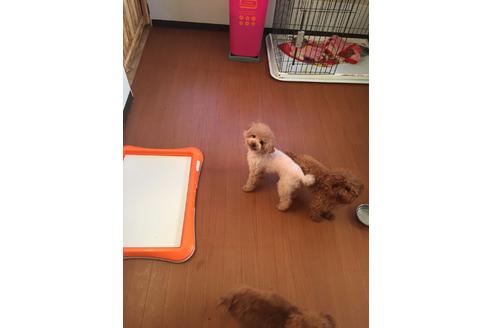 販売中のタイニープードルの親犬
